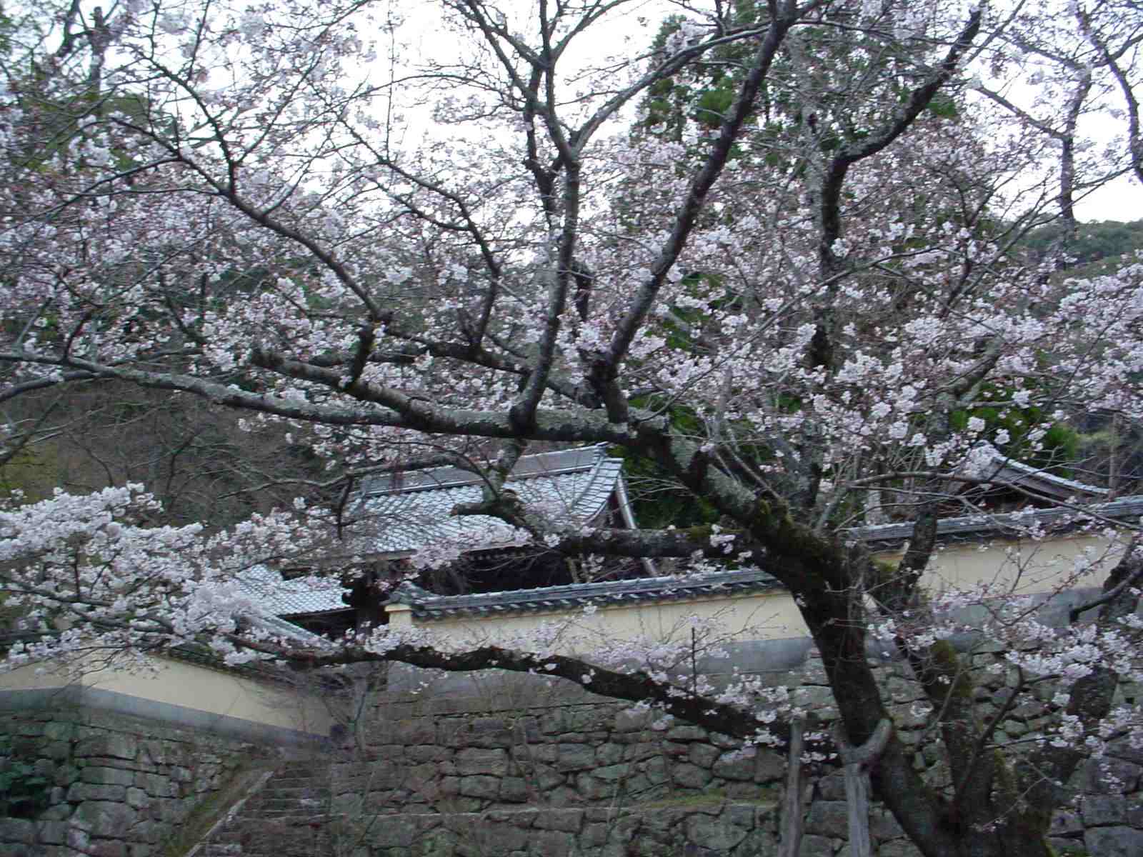 武雄の桜　その１_f0040201_032990.jpg