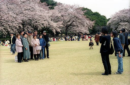 　新宿御苑の桜_a0022814_08084.jpg