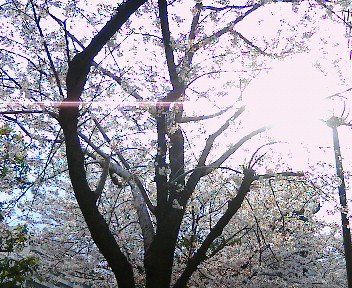 ☆桜その４_b0032617_15534560.jpg