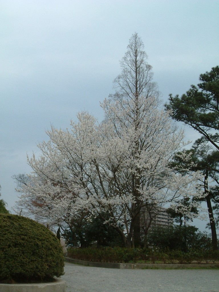 sakura2006－愛知・岡崎－_b0058733_1101078.jpg