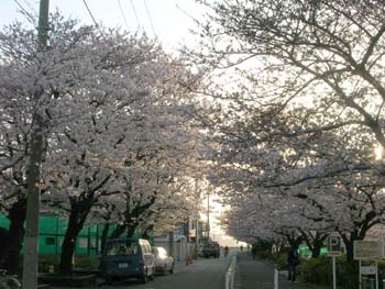 多摩川の桜_c0039736_11411275.jpg