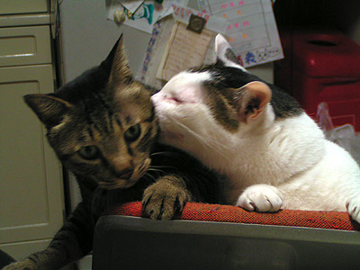 はらへりーず、ヨウカンKISS事件!_a0028451_20195588.jpg