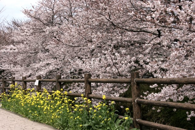 枡形山の桜_f0044056_16254654.jpg