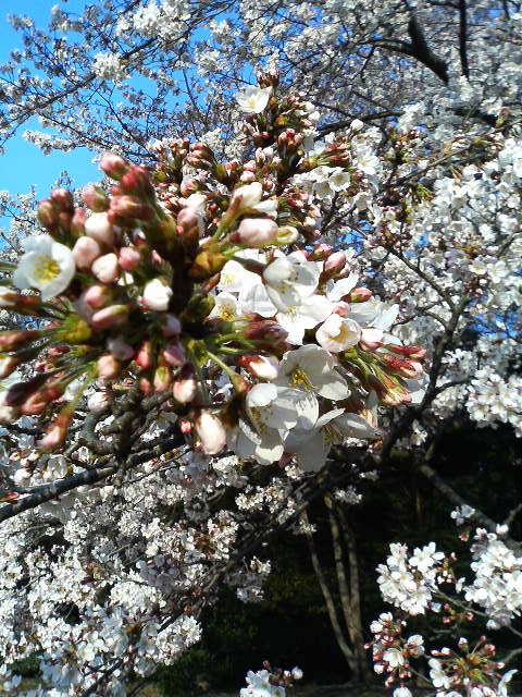 桜日和_f0054677_9364997.jpg
