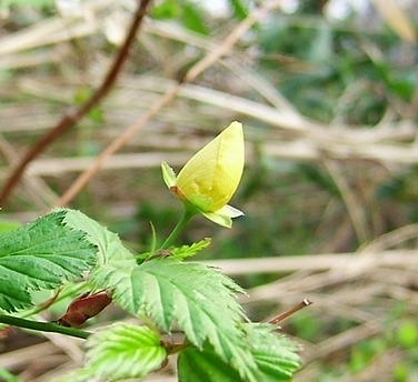 アケビの花と山吹とリスとコブシ_f0068788_842234.jpg