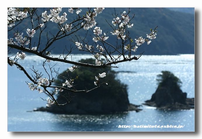 海に映える桜_a0057905_19264756.jpg