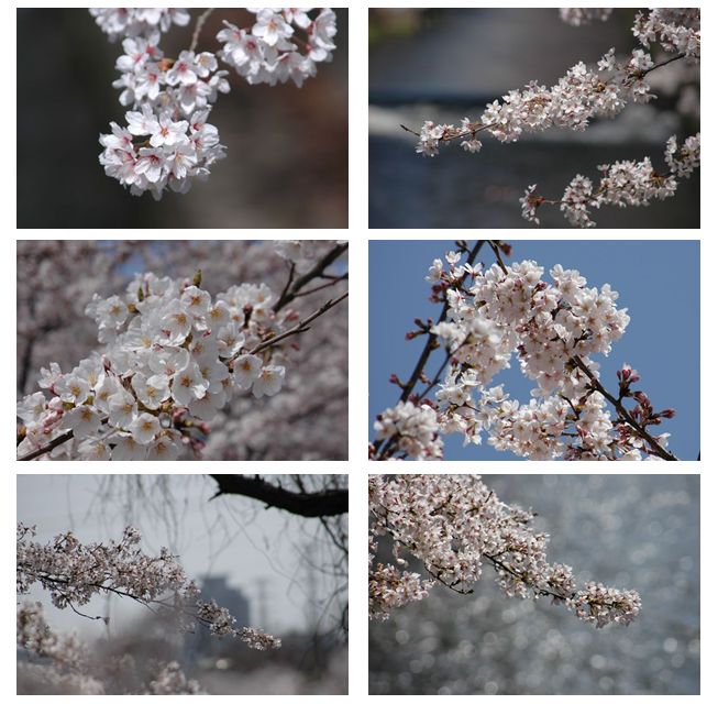 毎度桜で_c0051105_22485520.jpg