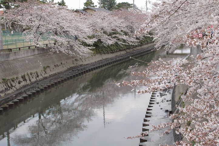 桜、桜・・・_f0012718_11402044.jpg