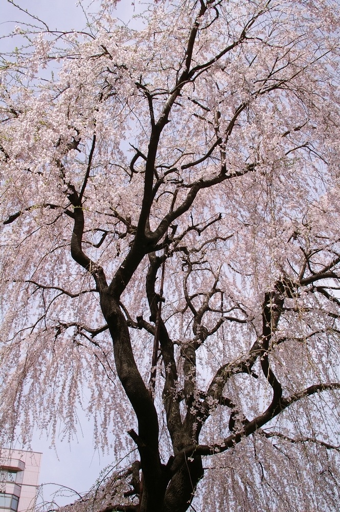 3/30　晴れ　桜・桜・桜_a0060230_0241668.jpg