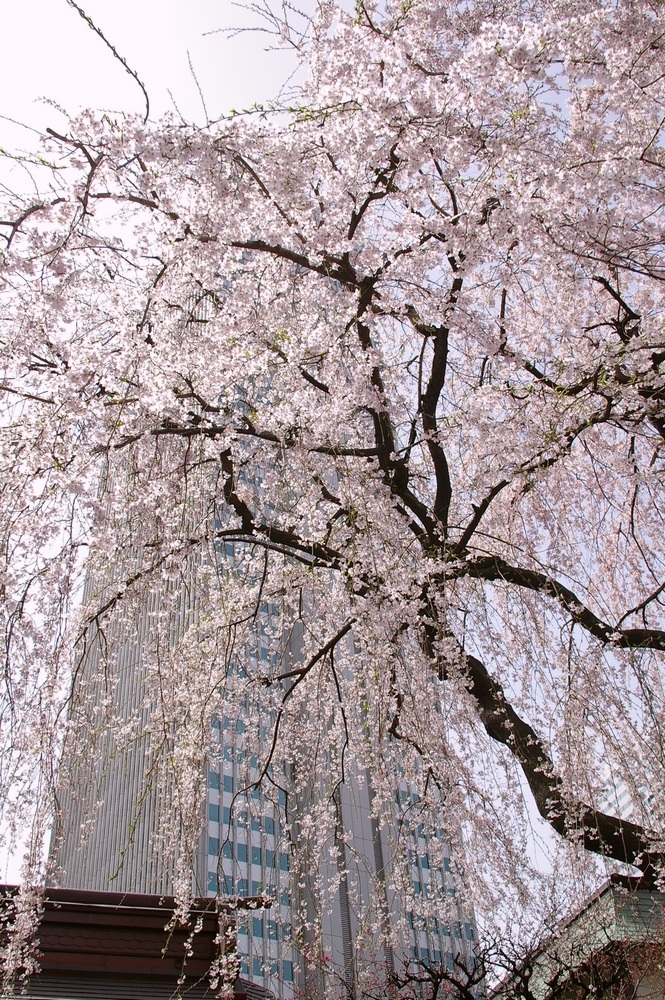 3/30　晴れ　桜・桜・桜_a0060230_0244170.jpg