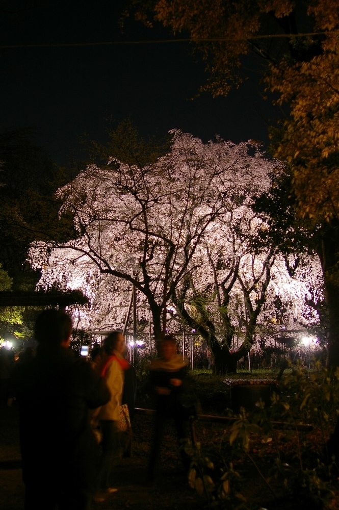 3/30　晴れ　桜・桜・桜_a0060230_02561.jpg