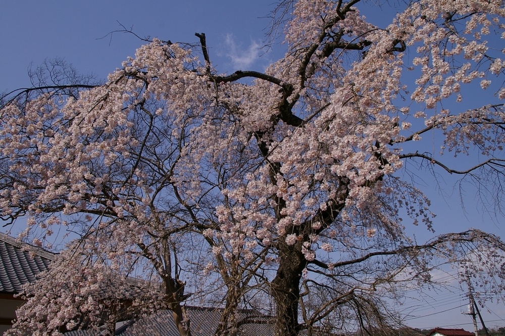 3/31　晴れ　埼玉県小川町のカタクリとニリンソウ_a0060230_2063373.jpg