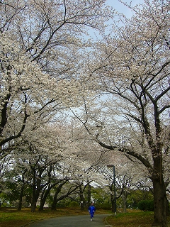 桜満開。_a0040033_102757.jpg