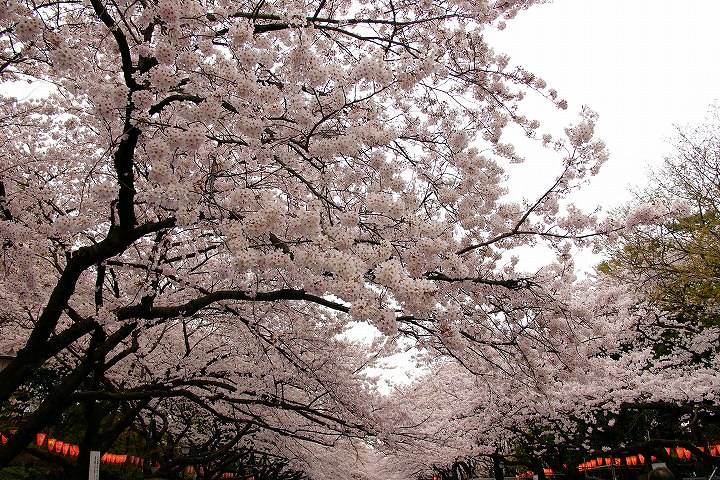 上野の森は満開の桜_e0000746_1354255.jpg