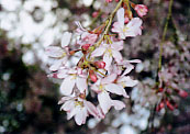 千鳥が淵は　花見日和_e0035469_7151939.jpg