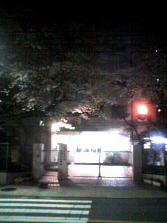 夜桜_d0037486_2247562.jpg