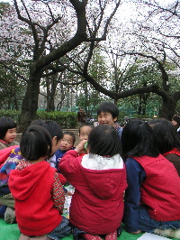 羽根木公園の桜_e0028696_1333599.jpg