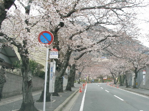 桜の見頃は_c0036203_15163769.jpg