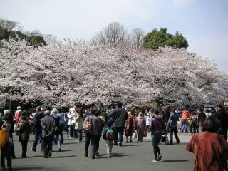 桜前線キャッチ_c0025115_0452286.jpg