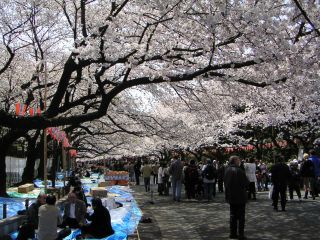 桜前線キャッチ_c0025115_0454154.jpg