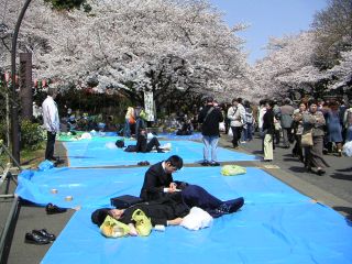 桜前線キャッチ_c0025115_0465844.jpg