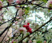 b0006423_22403126.jpg