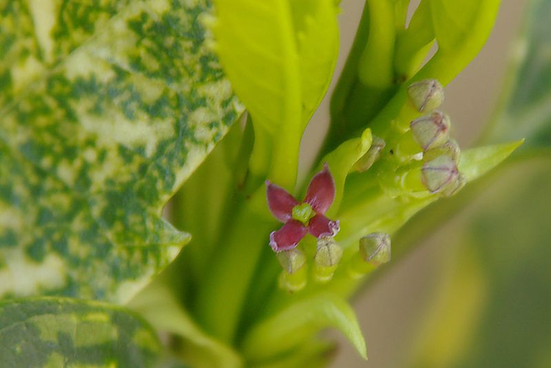 春の季語、青木の雄花と雌花_d0018223_794561.jpg