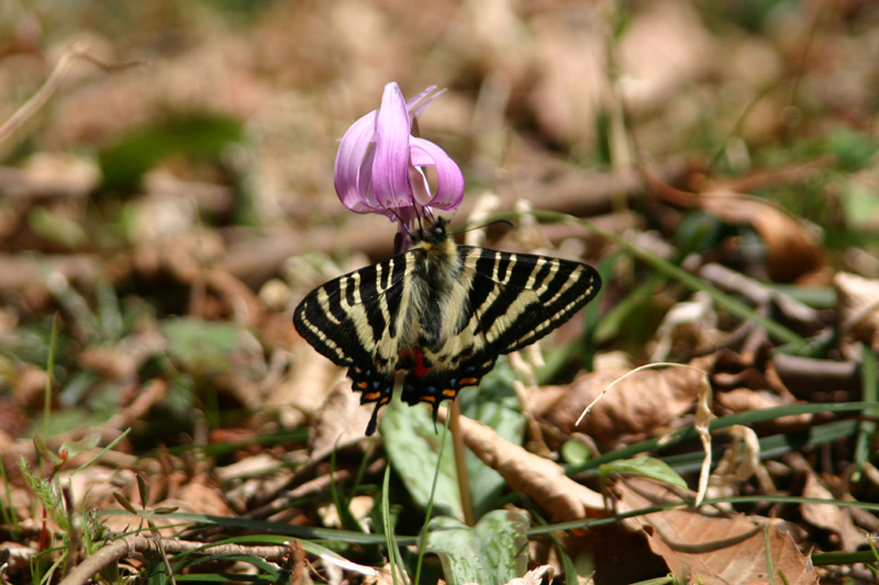 ２００６年４月上旬　富士川のギフチョウ_d0054625_18394991.jpg