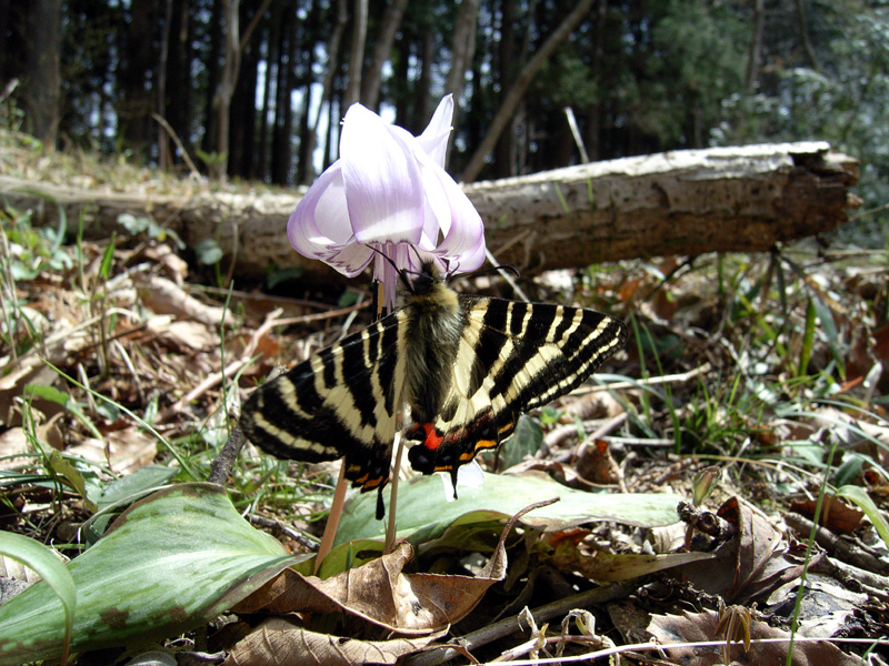 ２００６年４月上旬　富士川のギフチョウ_d0054625_1903633.jpg