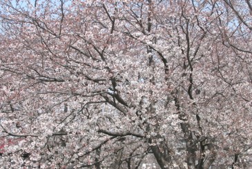 f0100825_13483511.jpg