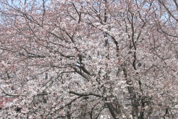 桜_f0100825_13483511.jpg