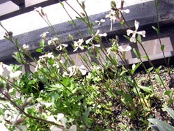 花遅刻。_a0026127_14394.jpg