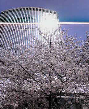 銀座の桜_d0004728_1012426.jpg