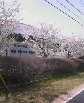 ドームの桜_d0004728_10345212.jpg