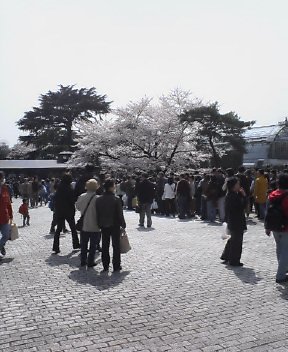 大混雑の桜_d0004728_13455387.jpg