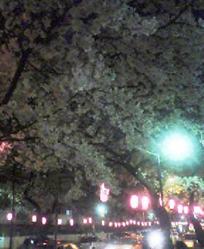 夜の桜_d0004728_18482397.jpg