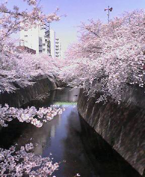 川辺の桜2_d0004728_9432918.jpg