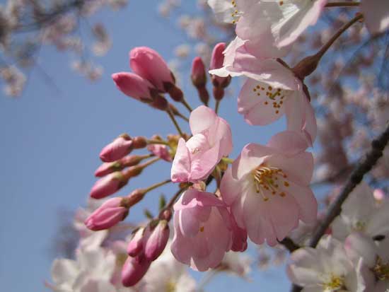 神代植物園は桜満開です。_d0000031_19211717.jpg