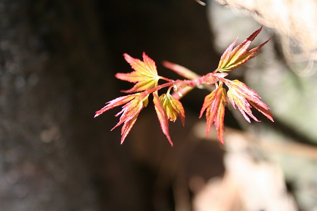 野山散歩_e0055532_631012.jpg