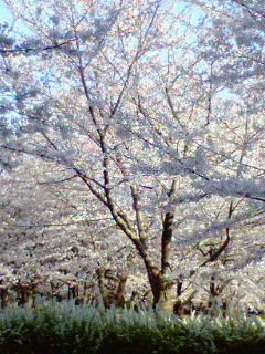 桜の時_d0069034_16584657.jpg