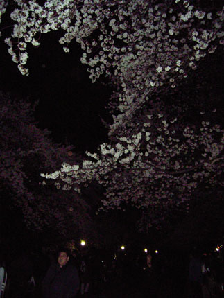 夜桜　　　　　cherry blossoms at night_b0029036_18621.jpg