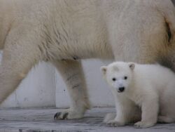 ツヨシの弟が生まれた！＠円山動物園_b0006537_2059218.jpg