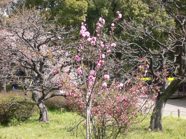 浜離宮庭園の菜の花_d0044239_20232563.jpg