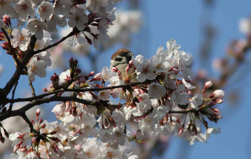 春日公園の鳥_e0077041_11243347.jpg