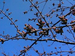 4月1日の桜の開花状況_f0105342_11113960.jpg