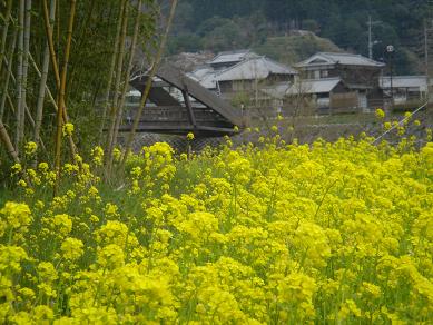 菜の花～☆_c0067851_21512051.jpg