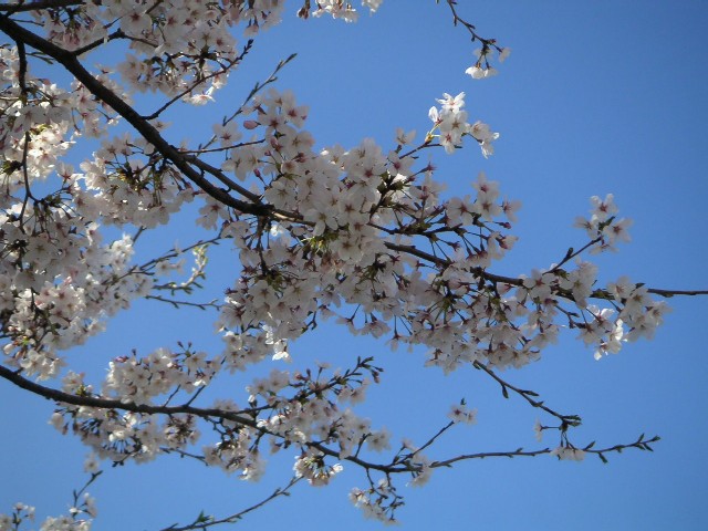 sakura_d0026064_864222.jpg