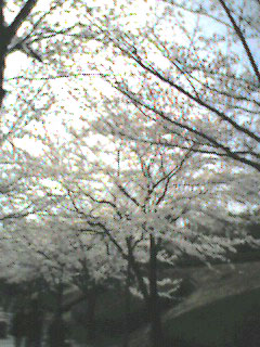 桜のトンネル〜多摩の桜_b0037867_20441048.jpg