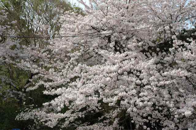 伊豆多賀駅前の桜_b0042669_22211012.jpg