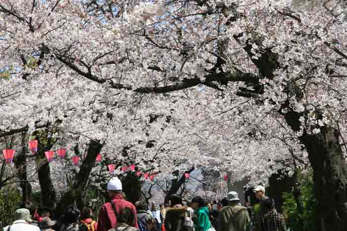 満開！小田原城址公園の桜_b0041473_10145556.jpg